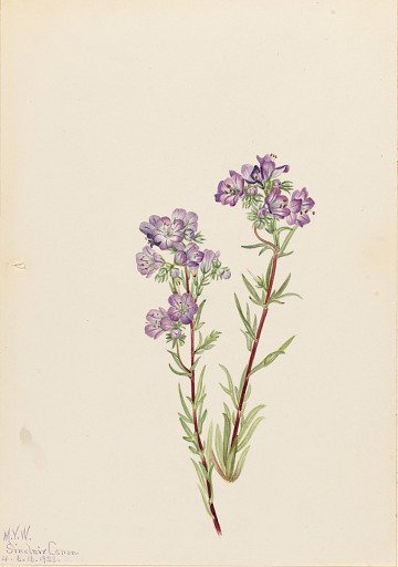Sand Phacelia (Phacelia linearis)