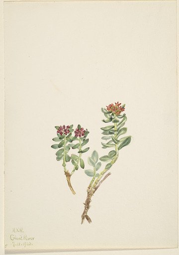 Sanifoiga adscendeus