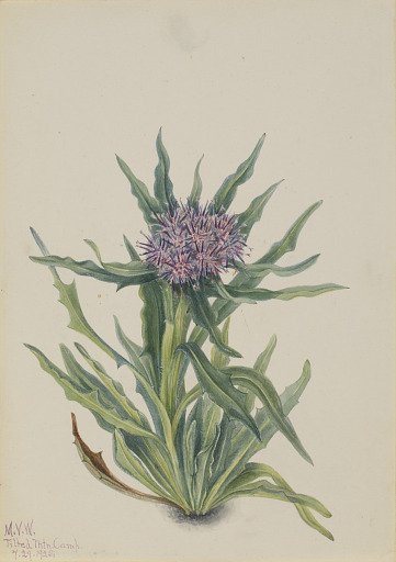 Saussurea (Saussurea densa)