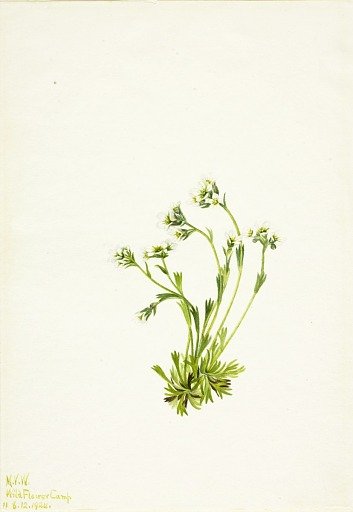 Saxifrage (Saxifraga caespitosa)