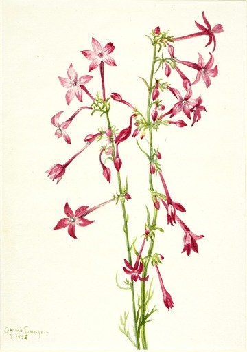 Scarlet Gilia (Gilia aggregata)