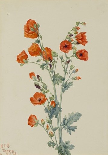 Scarlet Globe Mallow (Sphaeralcea grossulariaefolia)