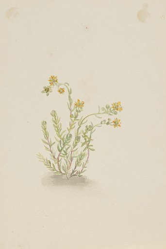Sedum stenopetalum