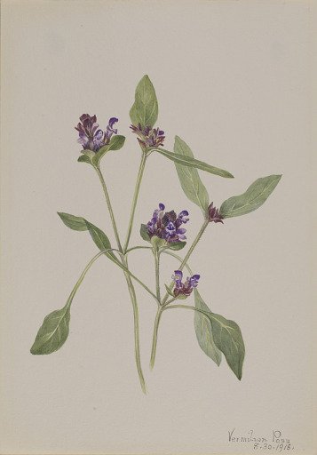 Self-Heal (Prunella vulgaris)