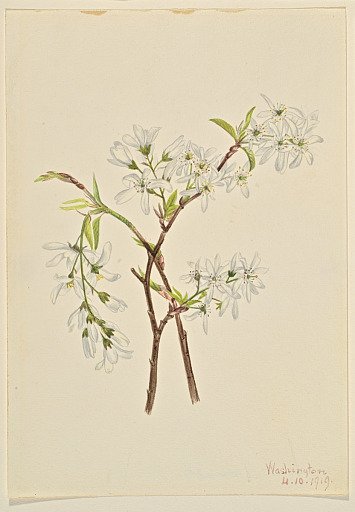 Shadbush (Amelianchier oblongifolia)