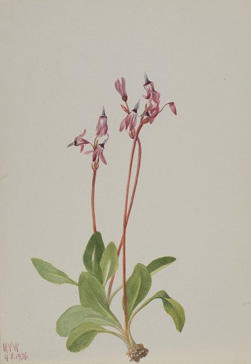 Shooting Star (Dodecatheon hendersonii)