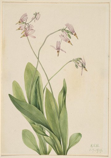 Shooting Star (Dodecatheon meadia)
