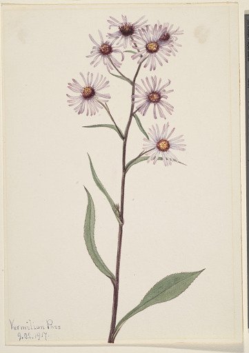 Showy Aster (Aster conspicuus)