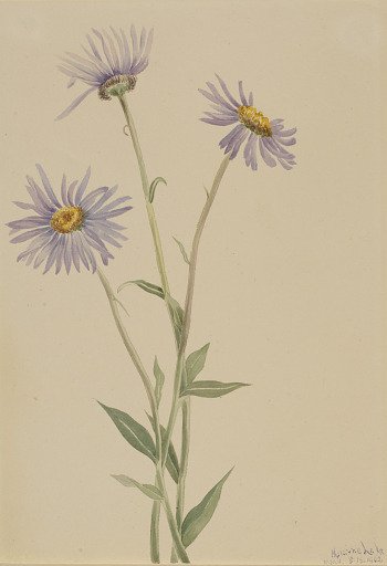 Showy Fleabane (Erigeron salsuginosus)