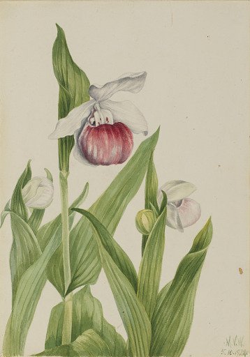 Showy Lady's Slipper (Cypripedium reginae)