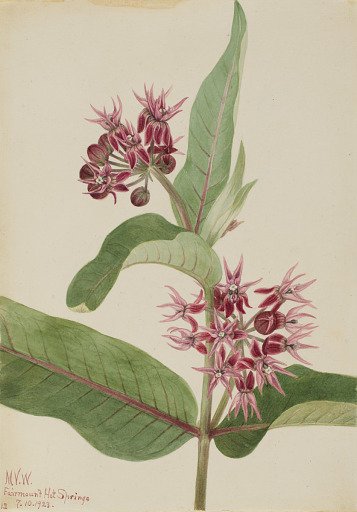 Showy Milkweed (Asclepias speciosa)