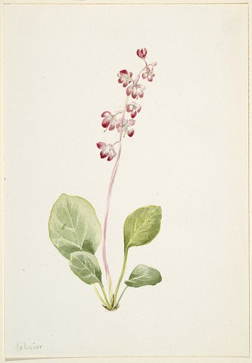 Showy Pyrolla (Pyrola asarifolia)