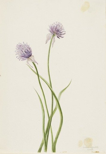 Siberian Onion (Allium sibericum)