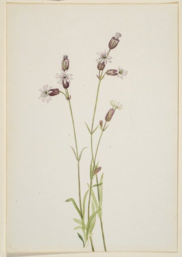 Silene multicaulis