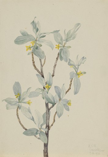 Silverberry (Elaeagnus commutata)