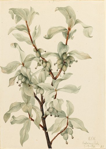 Silverberry (Elaeagnus commutata)