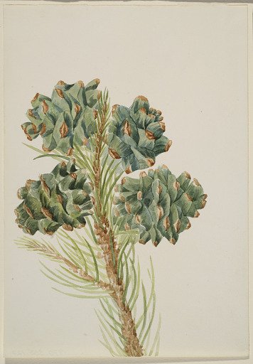 Single-Leaf Pine (Pinus monophylla)