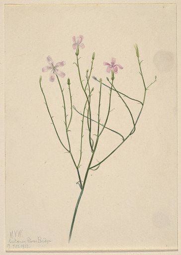 Skeleton Flower (Lygodesmia juncea)