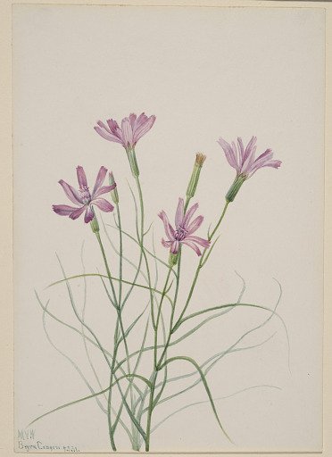 Skeleton Weed (Lygodesmia grandiflora)