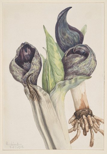 Skunk Cabbage (Spathyema foetida)