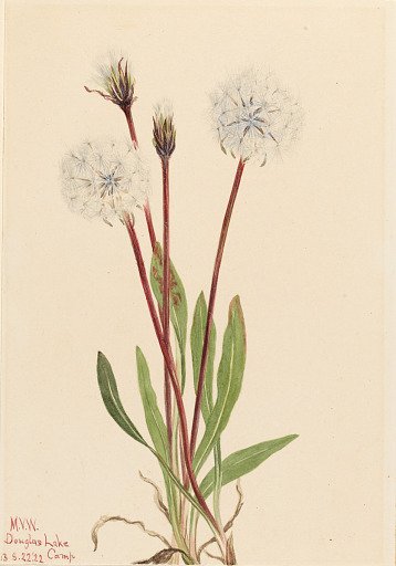 Slender Agoseris (Agoseris gracilens)
