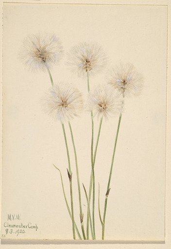Slender Cotton-Grass (Eriophorum chamissonis)