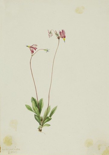 Slender Shootingstar (Dodecatheon pauciflorum)