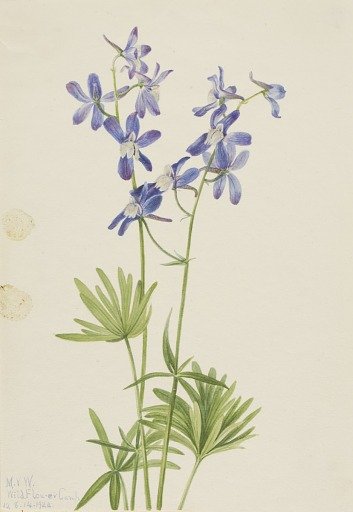 Slim Larkspur (Delphinium depauperatum)