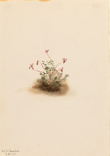 Small Cranberry (Oxycoccus palustris)