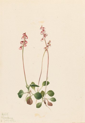 Small Pyrola (Pyrola minor)