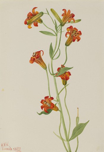 Small Tiger Lily (Lilium parvum)