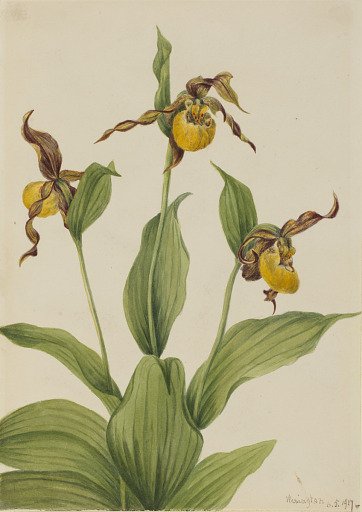 Small Yellow Ladyslipper (Cypripedium parviflorum)