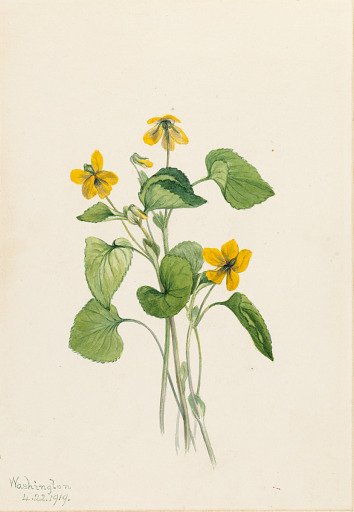 Smooth Yellow Violet (Viola eriocarpa)