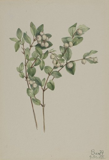 Snowberry (Symphoricarpos albus)