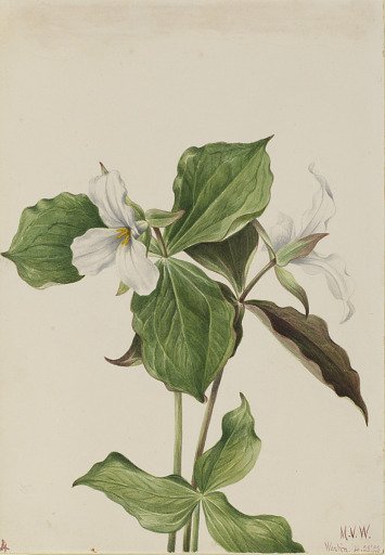 Large White Trillium (Trillium grandiflorum)