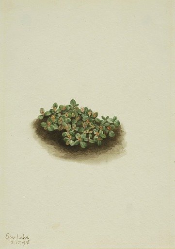 Snow Willow (Salix nivalis)