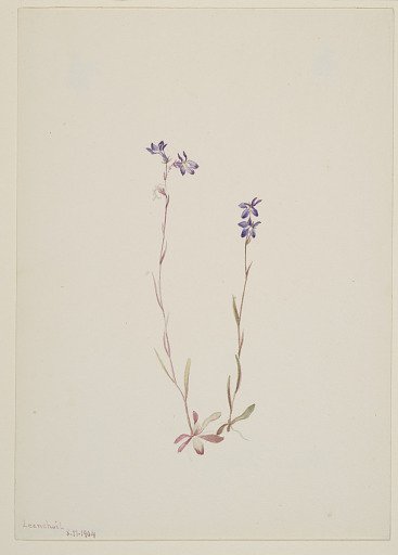 Lobelia Kalmii