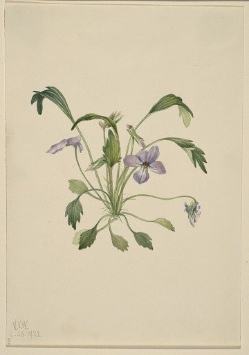 Southern Bird's Foot Violet (Viola digitata)