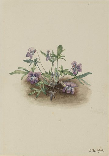 Southern Coast Violet (Viola septemloba)