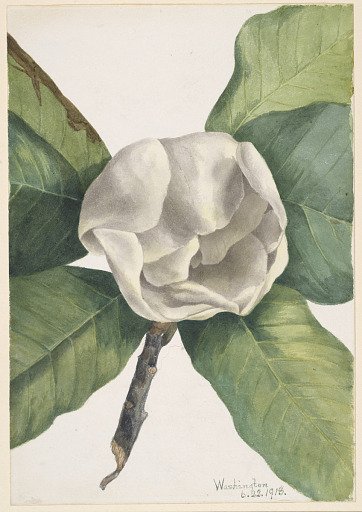 Southern Magnolia (Magnolia grandiflora)