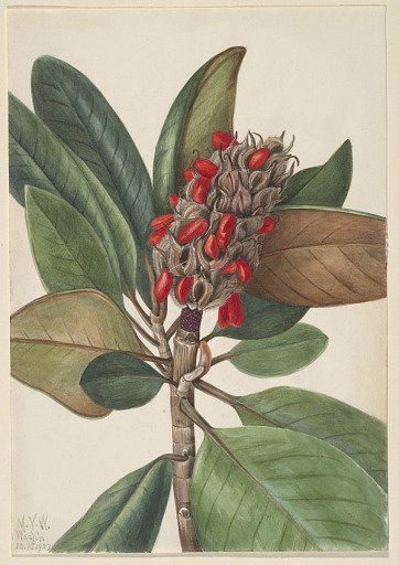 Southern Magnolia (Magnolia grandiflora)