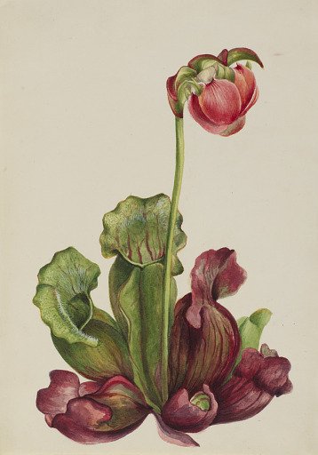Common Pitcherplant (Sarracenia purpurea venosa)