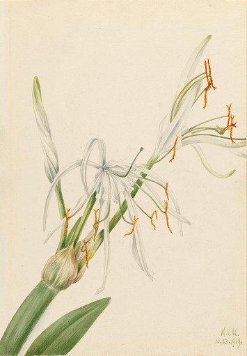 Spider Lily (Hymenocallis rotata)