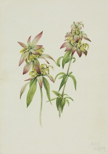 Spotted Bee Balm (Monarda punctata)