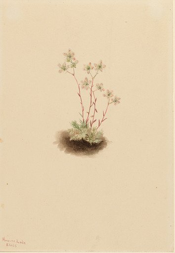 Spotted Saxifrage (Saxifraga bronchialis)