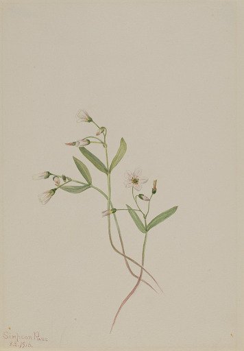 Spring Beauty (Claytonia lanceolata)