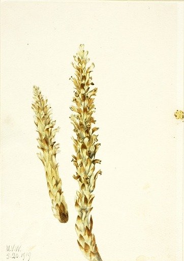 Bear Corn (Conopholis americana)