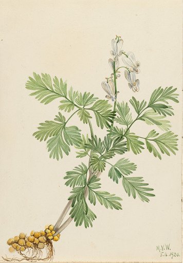 Squirrel Corn (Bikukulla canadensis)
