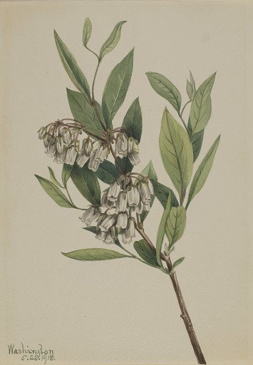 Stagger-Bush (Pieris mariana)