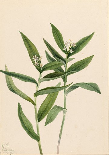 Star Solomonplume (Vagnera stellata)